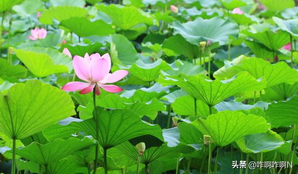 夏季四字成语（夏天的四字词语）