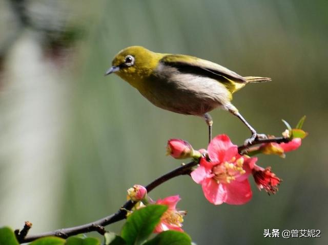 形容风景优美的成语（形容风景优美的成语及解释）
