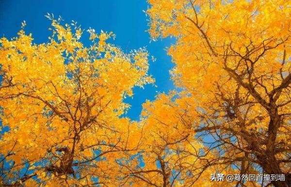 形容秋天的优美句子（形容秋天的优美句子10字）